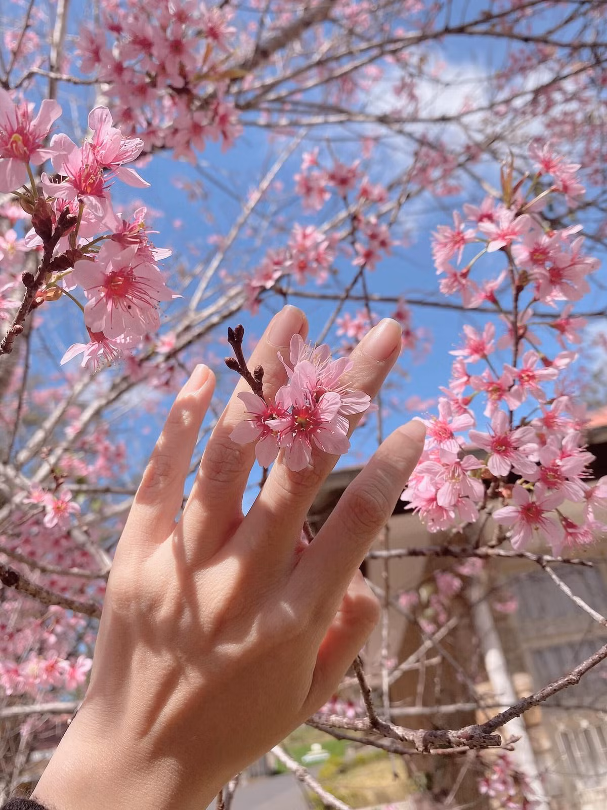 Mai anh đào tại Đà Lạt còn được mệnh danh là "loài hoa của mùa Xuân" bởi thời điểm mà nó nở rộ cùng sắc hoa đúng chuẩn giao mùa. Ảnh: Đinh Ngọc Diệp