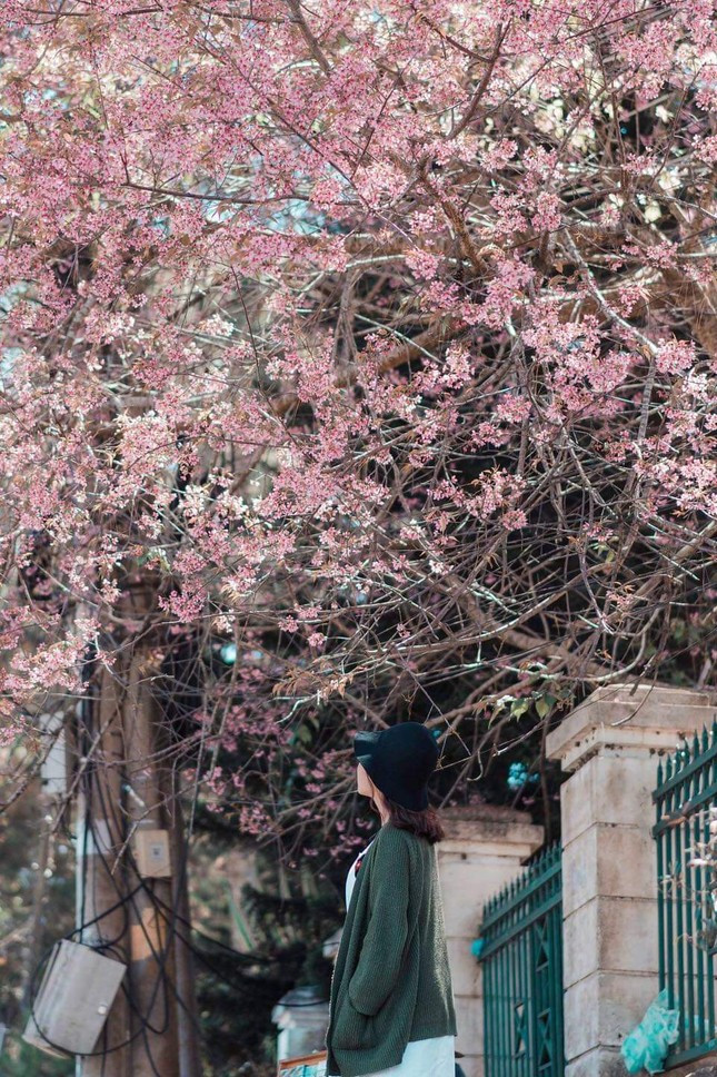 Vẻ đẹp của mai anh đào luôn khiến du khách phải trầm trồ khi đến xứ sở ngàn thông Đà Lạt. Ảnh: Tú Trần