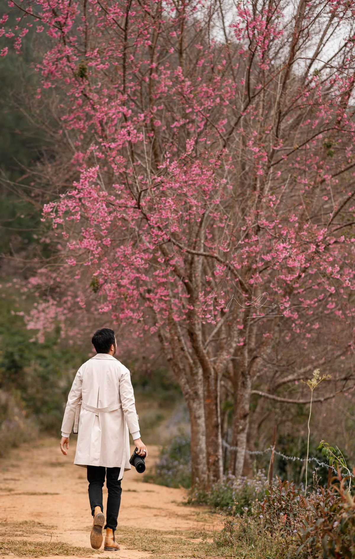 Mai anh đào được trồng ở khắp các phố phường, từ những trục đường chính tới các con hẻm nhỏ quanh co, từ hàng rào căn biệt thự sang trọng cho tới khuôn viên của từng gia đình. Ảnh: Quang Đà Lạt