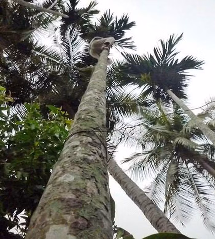  Điện giật khi hái cau, người đàn ông ở Nghệ An nguy kịch: Ngày 24/10, UBND xã Thanh Phong, Thanh Chương, Nghệ An cho biết, trưa 23/10, nạn nhân tên P.Q.H (37 tuổi) đang hái cau thì gặp tai nạn. Quá trình dùng sào hái buồng cau ở trên cao, không may sào ngã vào dây điện bên cạnh, khiến anh bị điện giật bất tỉnh. 