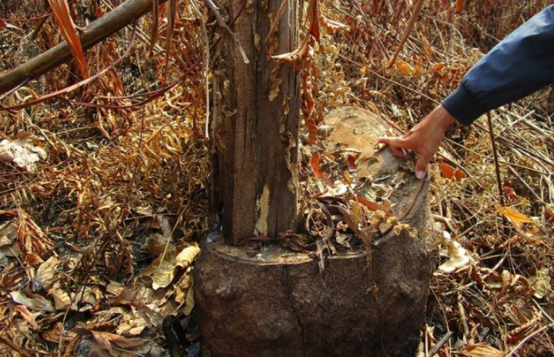  Cựu Giám đốc Công ty Lâm nghiệp Bình Thuận bị khởi tố: Ngày 22/10, Công an tỉnh Bình Thuận đã khởi tố bị can ông Nguyễn Tiến Dũng, nguyên Giám đốc Công ty TNHH Một thành viên Lâm nghiệp Bình Thuận về tội hủy hoại rừng. Đây là vụ án phá rừng xảy ra vào năm 2014 tại tiểu khu 279 thuộc rừng Hàm Cần, huyện Hàm Thuận Nam. 