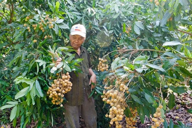 Nhan Ido dac biet co nao ma nong dan thu 2 ty/nam?-Hinh-2