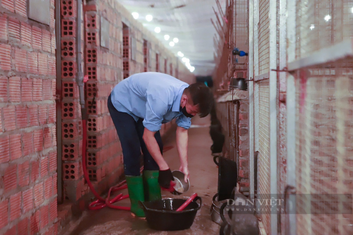 Liều nuôi con cầy mốc, anh nông dân bán 20 triệu/cặp giống - Hình 6 Lieu nuoi con cay moc, anh nong dan ban 20 trieu/cap giong-Hinh-6