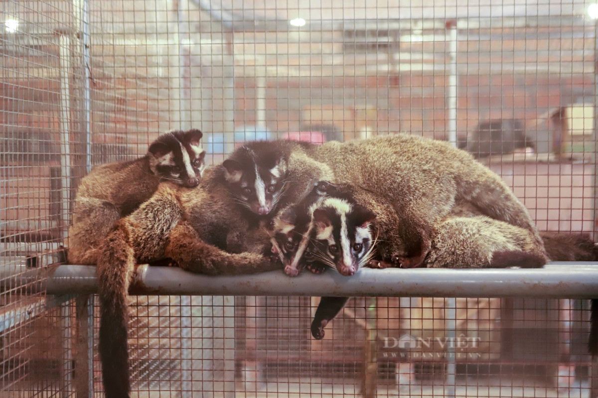 Liều nuôi con cầy mốc, anh nông dân bán 20 triệu/cặp giống - Hình 7 Lieu nuoi con cay moc, anh nong dan ban 20 trieu/cap giong-Hinh-7