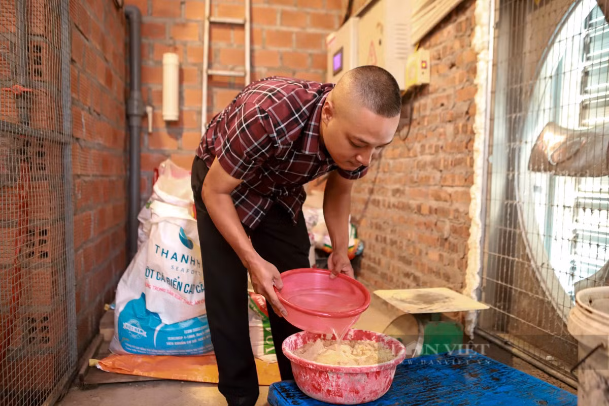 Lieu nuoi con cay moc, anh nong dan ban 20 trieu/cap giong-Hinh-5