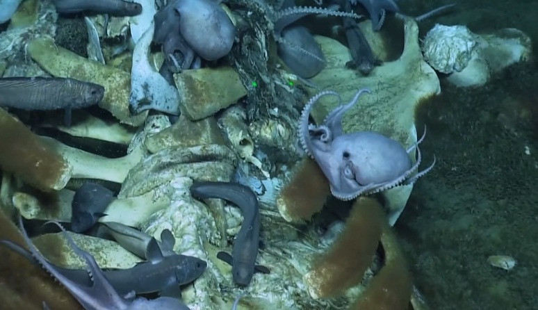 Ca voi “khung” chet muc xac, bach tuoc va cua tranh nhau mo tiec-Hinh-3