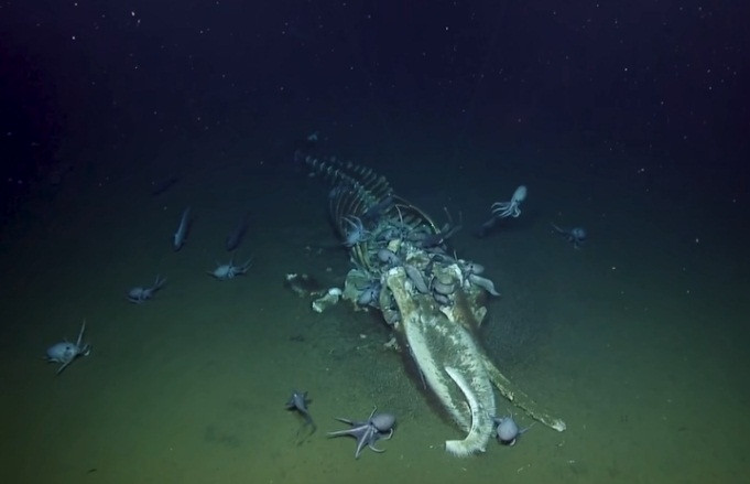 Cá voi “khủng” chết mục xác, bạch tuộc và cua tranh nhau mở tiệc Ca voi “khung” chet muc xac, bach tuoc va cua tranh nhau mo tiec