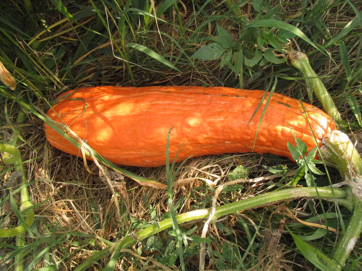 Choang vang hat bi ngo 800 nam van co the nay mam-Hinh-3