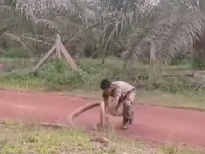 Ran ho mang chua hien 