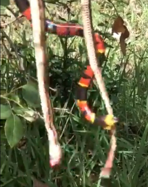 Choang vang hon chien ran san ho, ran chuot va ong vo ve-Hinh-2