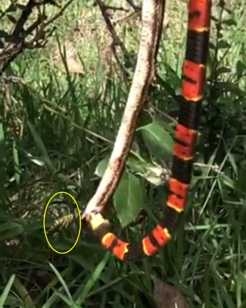 Choang vang hon chien ran san ho, ran chuot va ong vo ve