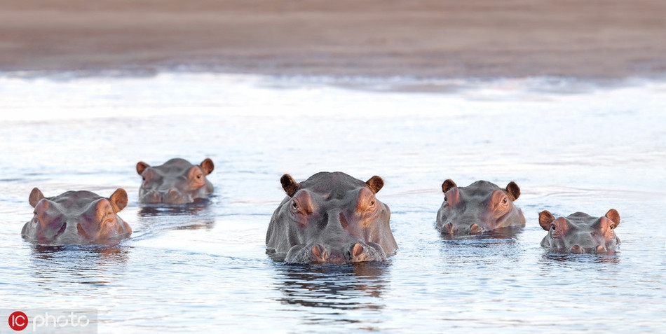 Doc dao ha ma khoe me ve ba vuong vung song nuoc-Hinh-4