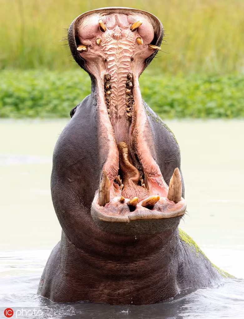 Doc dao ha ma khoe me ve ba vuong vung song nuoc-Hinh-5