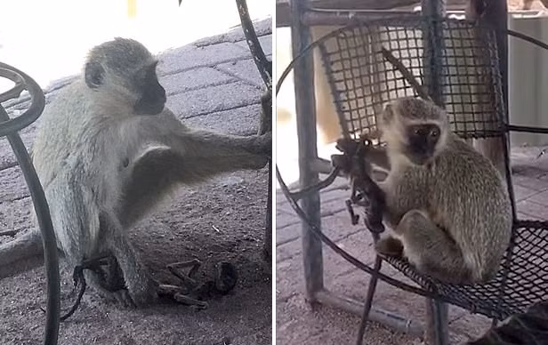 Nhói lòng khỉ mẹ ôm xác con chết khô suốt 10 ngày chăm bẵm Nhoi long khi me om xac con chet kho suot 10 ngay cham bam