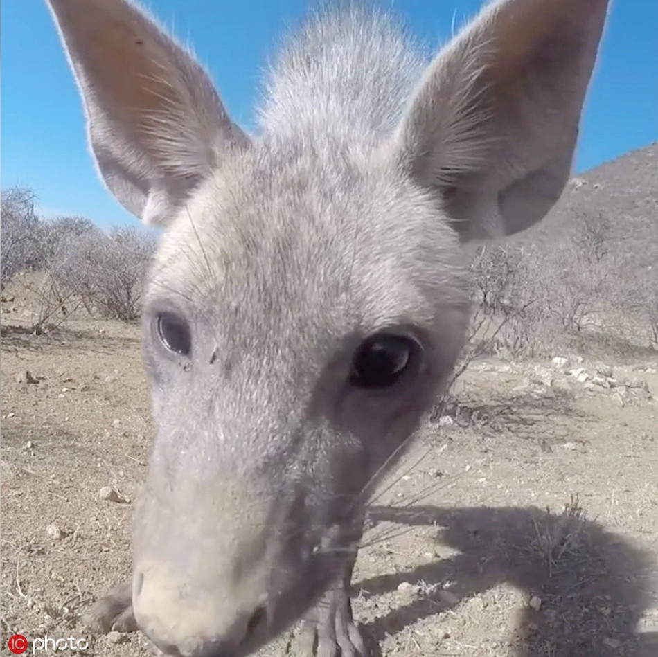 Khoảnh khắc một con linh cẩu vằn quý hiếm ghé sát vào camera trên chiếc xe ô tô điều khiển từ xa.
