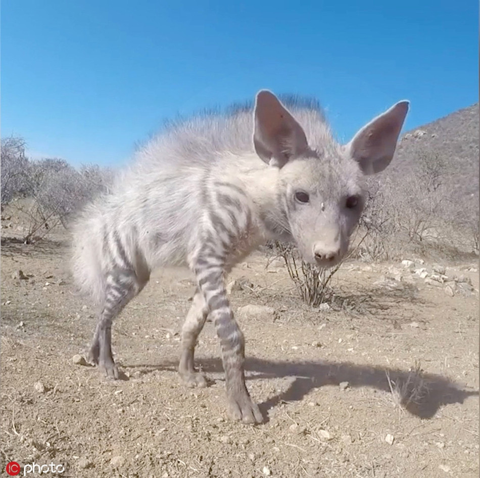 Linh cẩu vằn cực kỳ tò mò, quyết định di chuyển theo chiếc xe ô tô điều khiển từ xa để quan sát thêm.