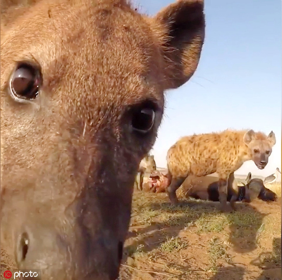 Nhưng điểm cộng là chúng để lộ những mặt đáng yêu, thân thiện, gần gũi, thực sự khiến con người thích thú.