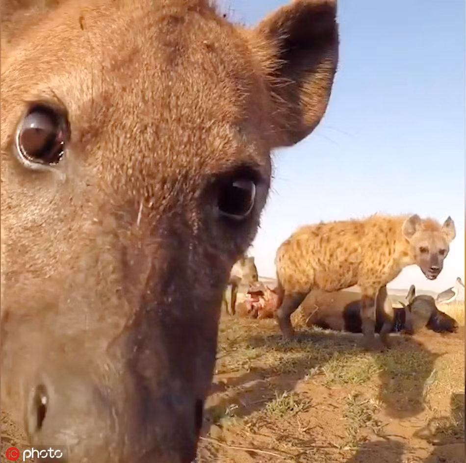 Nhưng điểm cộng là chúng để lộ những mặt đáng yêu, thân thiện, gần gũi, thực sự khiến con người thích thú.
