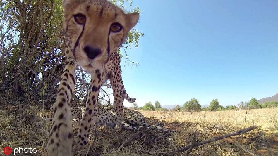 Đáng nói, các bức ảnh chụp kiểu tự sướng này đều bắt trúng "góc chết" của những loài động vật. Khiến chúng mất đi vẻ uy nghiêm, hùng dũng, đáng sợ thường ngày.
