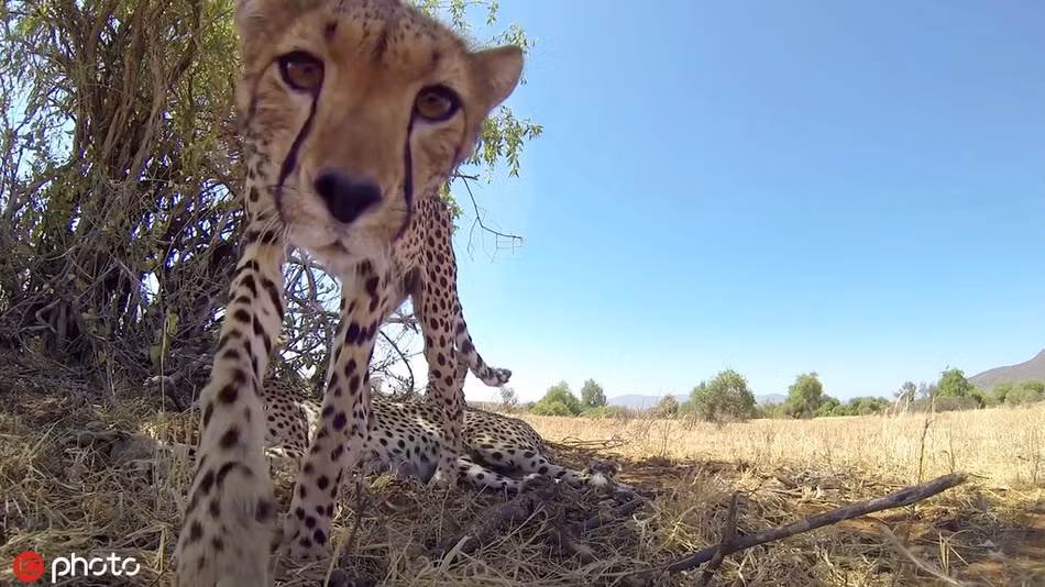 Đáng nói, các bức ảnh chụp kiểu tự sướng này đều bắt trúng "góc chết" của những loài động vật. Khiến chúng mất đi vẻ uy nghiêm, hùng dũng, đáng sợ thường ngày.