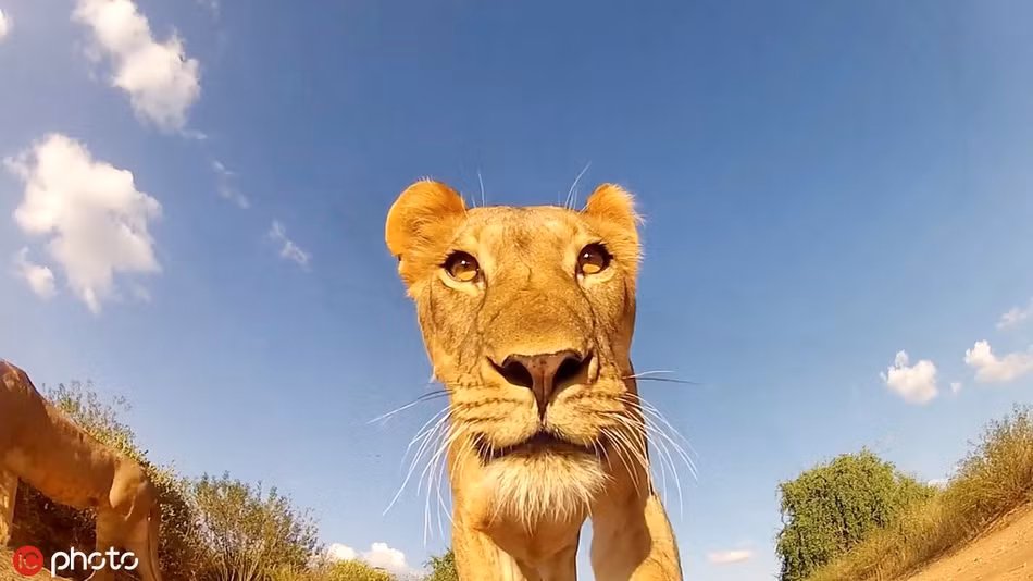 Mới đây, một nhiếp ảnh gia ở châu Phi đã nghĩ ra một cách rất sáng tạo để chụp ảnh động vật hoang dã. Anh dùng một chiếc ô tô điều khiển từ xa, gắn thêm máy quay, sau đó điều kiển chiếc ô tô tiếp cận các loài động vật với khoảng cách gần.