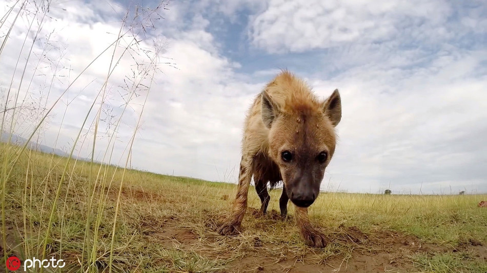 Linh cẩu đốm hằn học và cảnh giác khi thấy vật thể lạ tiếp cận mình không e ngại. Gương mặt của nó để lộ vẻ chán ghét, khó chịu.