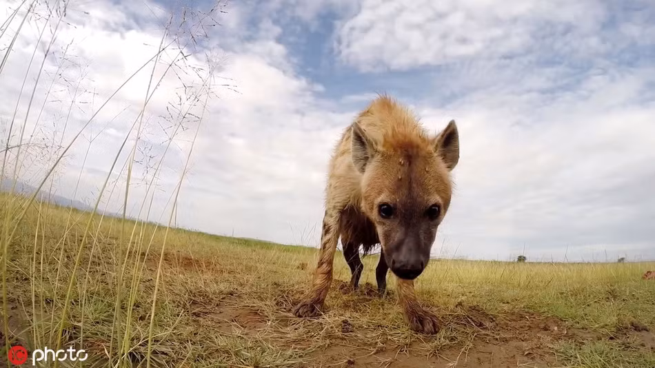 Linh cẩu đốm hằn học và cảnh giác khi thấy vật thể lạ tiếp cận mình không e ngại. Gương mặt của nó để lộ vẻ chán ghét, khó chịu.