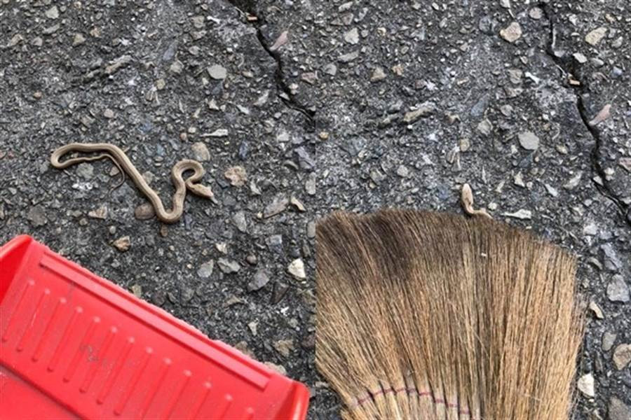 Quet san gap ran bien dang ky di, cang hoang mang khi 