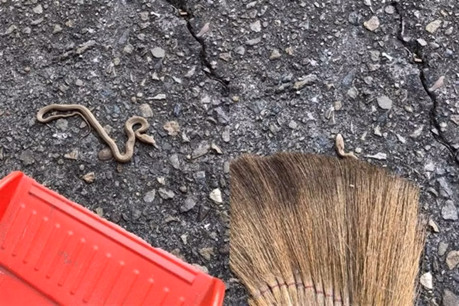 Quet san gap ran bien dang ky di, cang hoang mang khi 