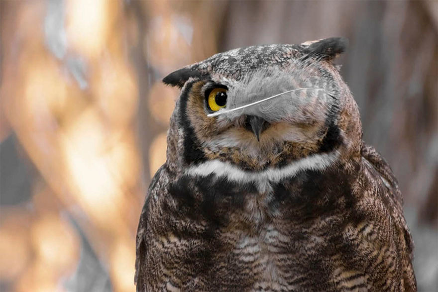 Sử dụng một chiếc lông vũ che mắt, cú mèo muốn hình ảnh của mình trông thật ngầu, giống như cướp biển.