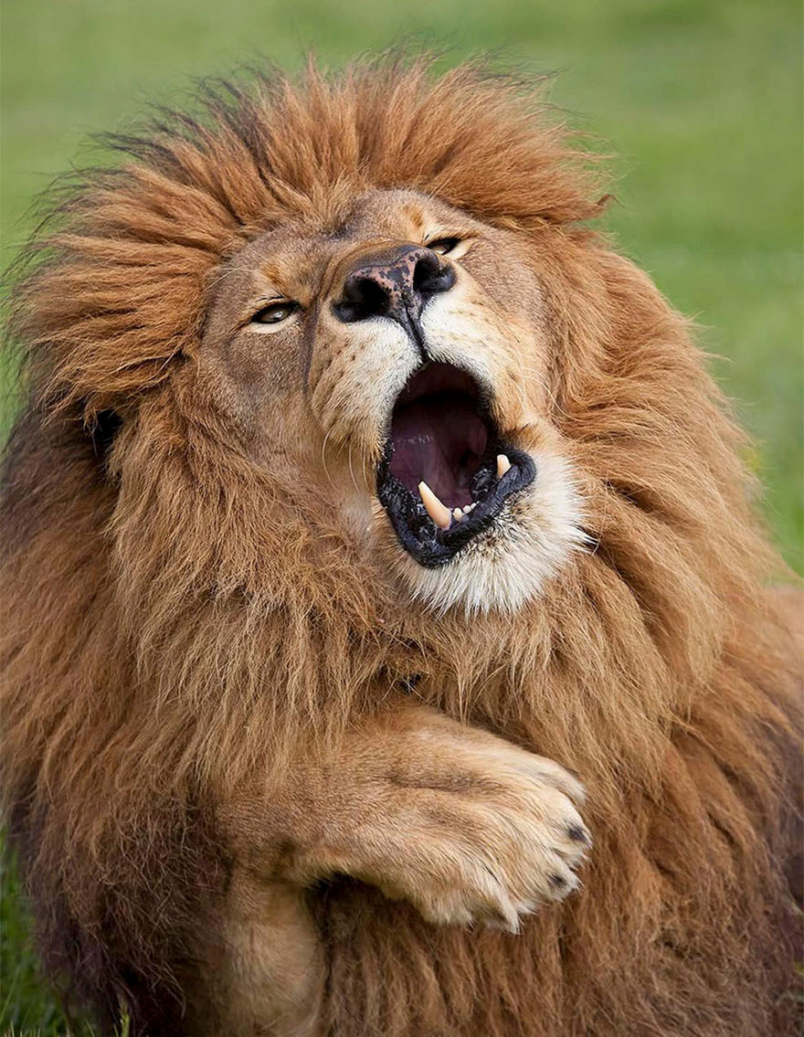 Chán nản vì bị vợ quản quá chặt, sư tử đực gào mồm than thở với trời đất.