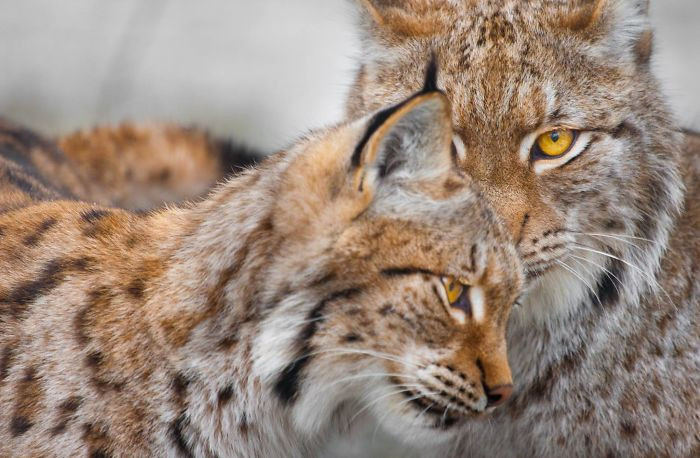 Linh miêu đực tình cảm với vợ nhưng không quên cảnh giác, nhìn chằm chằm vào ống kính của nhiếp ảnh gia.