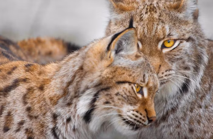 Linh miêu đực tình cảm với vợ nhưng không quên cảnh giác, nhìn chằm chằm vào ống kính của nhiếp ảnh gia.