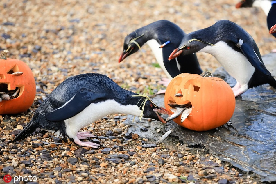 Những con chim cánh cụt chẳng màng đến khuôn mặt kỳ dị của bí ngô Halloween, chúng vô cùng sung sướng khi được thưởng thức những con cá bên trong đó.
