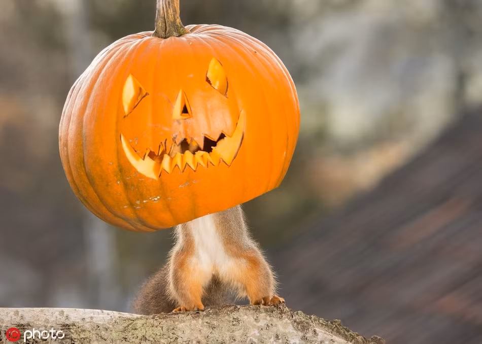 Chúng có lẽ cũng rất hào hứng muốn dọa lũ trẻ bằng cách khiến những quả bí ngô chạy nhảy như có linh hồn.