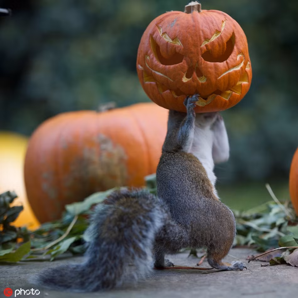 Những con sóc xám ở London, Anh vô cùng vui vẻ khi học được cách sử dụng những quả bí ngô ma quái.