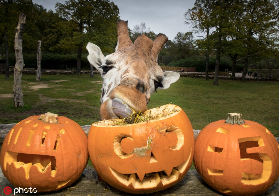 Hươu cao cổ lại khác, chúng có thể tận hưởng mọi thứ được đặt bên trong những quả bí ngô được chạm khắc sinh động.