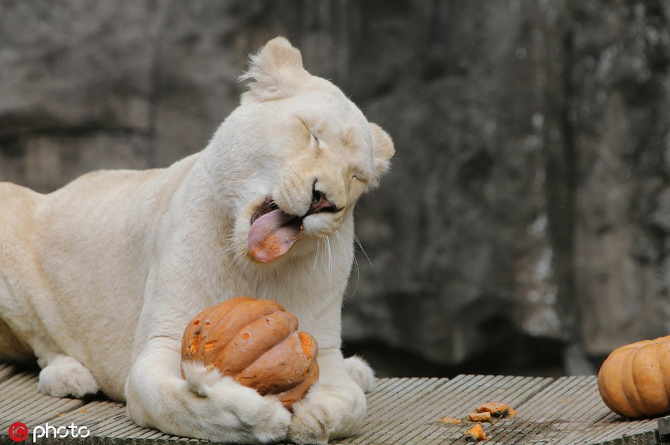 Trong ảnh là một con sư tử trắng ở vườn thú Rhenen, Hà Lan. Nó đang cảm thấy vô cùng khó chịu khi phải gặm hết vỏ bí đỏ Halloween mới lấy được thịt gà bên trong. Được biết, các nhân viên vườn thú đã nhét thịt gà bên trong bí đỏ để kích thích bản năng của loài động vật.