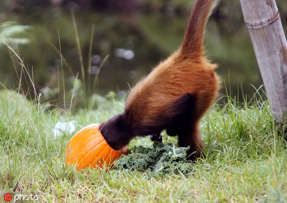 Tại vườn thú thuộc bang Florida, Mỹ, một con khỉ nhỏ đang cố tìm kiếm thứ gì đó trong quả bí ngô của mình.