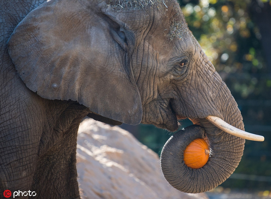 Nhìn vào ánh mắt vui vẻ của con voi khổng lồ này, có thể thấy nó cũng rất hưởng ứng không khí lễ hội Halloween.