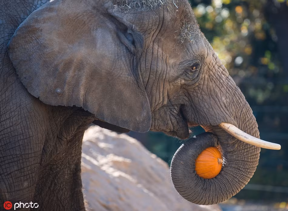 Nhìn vào ánh mắt vui vẻ của con voi khổng lồ này, có thể thấy nó cũng rất hưởng ứng không khí lễ hội Halloween.