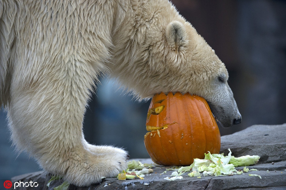 Đối với gấu trắng Bắc cực, bí ngô Halloween dù có đáng sợ đến mấy cũng chỉ là thứ đồ chơi của chúng.