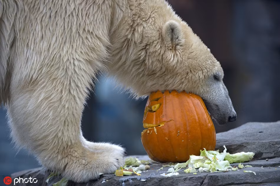 Đối với gấu trắng Bắc cực, bí ngô Halloween dù có đáng sợ đến mấy cũng chỉ là thứ đồ chơi của chúng.