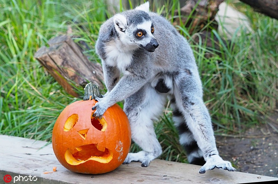 Với bản tính nghịch ngợm của mình, vượn cáo muốn quan sát, học hỏi con người trước khi sử dụng quả bí Halloween mình được cho.