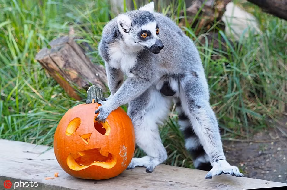 Với bản tính nghịch ngợm của mình, vượn cáo muốn quan sát, học hỏi con người trước khi sử dụng quả bí Halloween mình được cho.