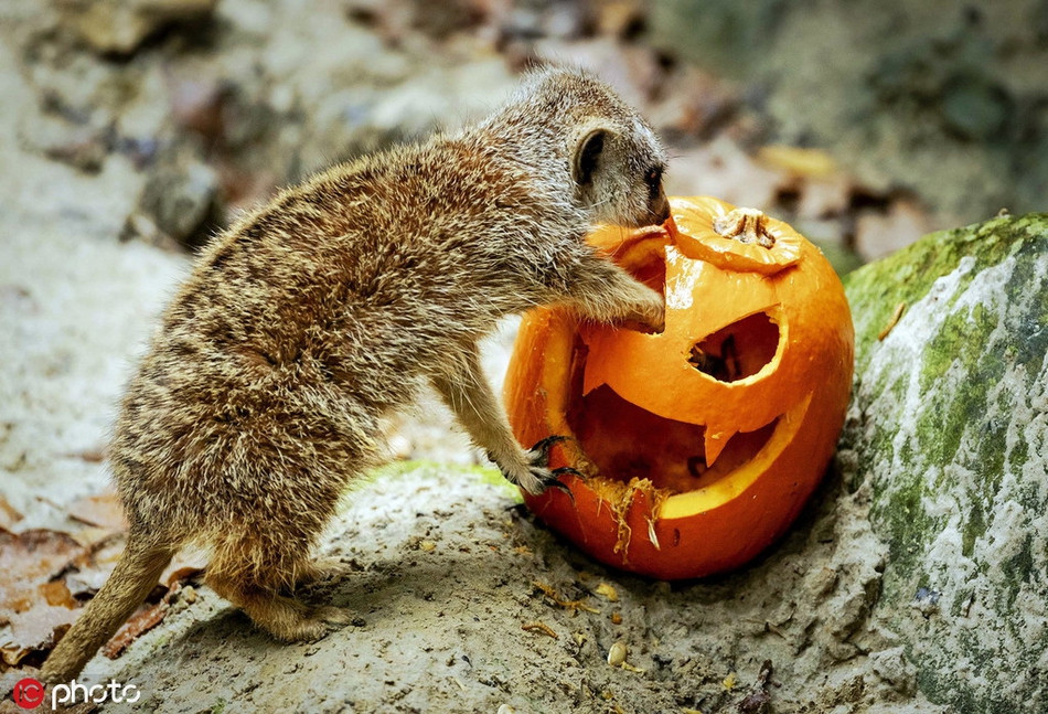 Một con cầy meerkat đang thăm dò bên trong quả bí ngô. Nó dường như không sợ bất cứ điều gì cả.