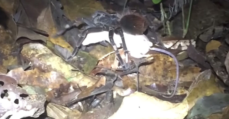 Ron nguoi nhen khong lo giet va an thit chon Opossum