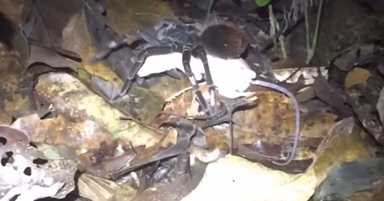 Ron nguoi nhen khong lo giet va an thit chon Opossum