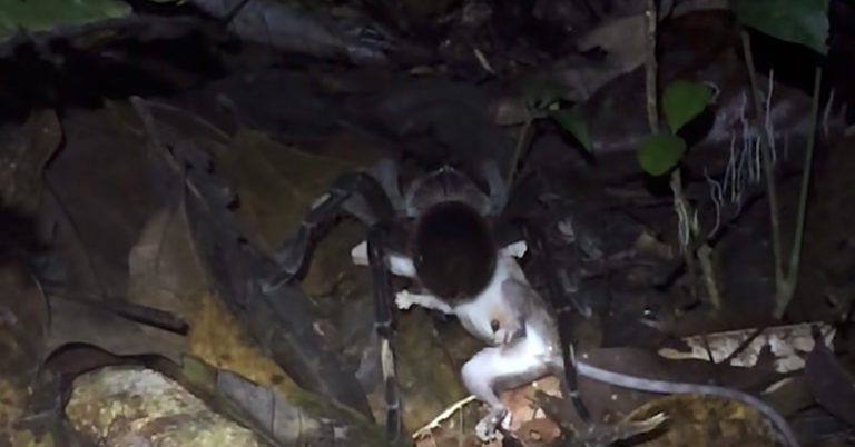 Ron nguoi nhen khong lo giet va an thit chon Opossum-Hinh-3