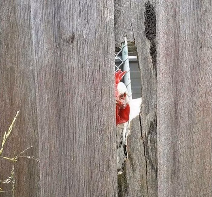 Sẽ thế nào khi bạn bị một con gà trống hung ác, âm hiểm không ngừng theo dõi.